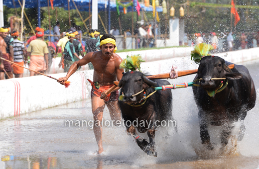 Devu Poonja Jodukare Kambala